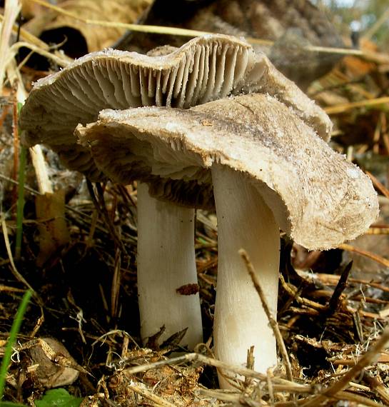 čírovka zemná Tricholoma terreum (Schaeff.) P. Kumm.