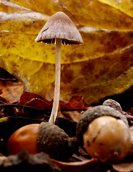 drobulka Psathyrella sp.