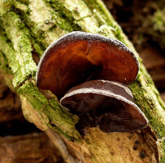 uchovec  bazový Auricularia auricula-judae (Bull.) Quél.