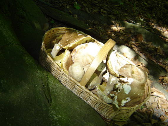 hríb dubový Boletus reticulatus