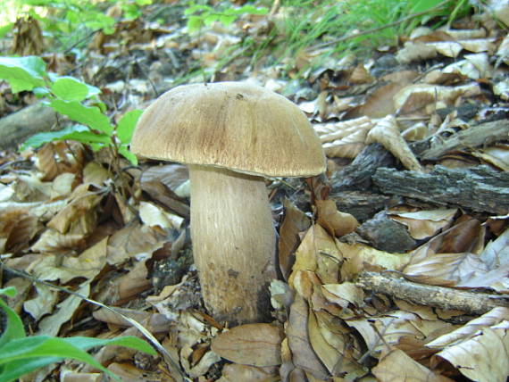 hríb dubový Boletus reticulatus Schaeff.