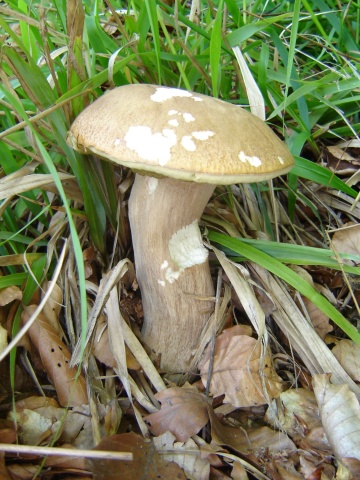 hríb dubový Boletus reticulatus Schaeff.