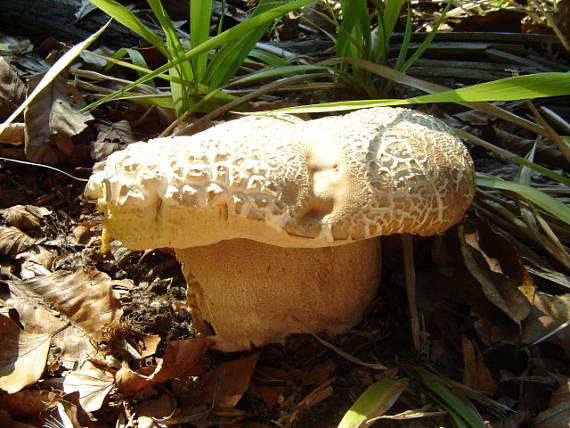 hríb dubový Boletus reticulatus Schaeff.