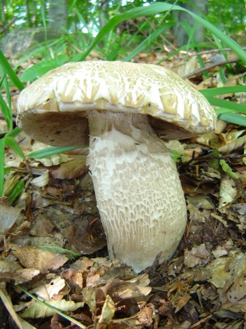 hríb dubový Boletus reticulatus Schaeff.