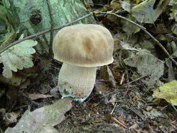 hríb dubový Boletus reticulatus Schaeff.