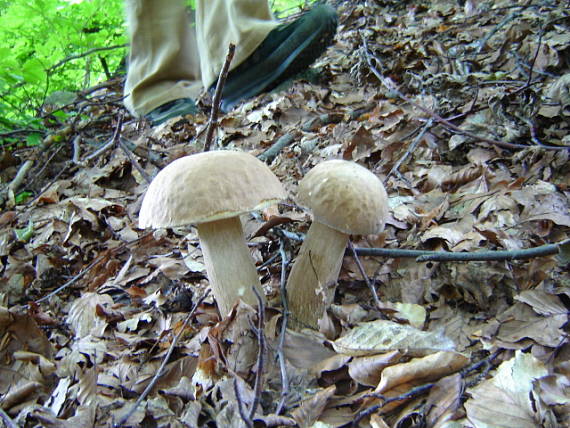 hríb dubový Boletus reticulatus Schaeff.