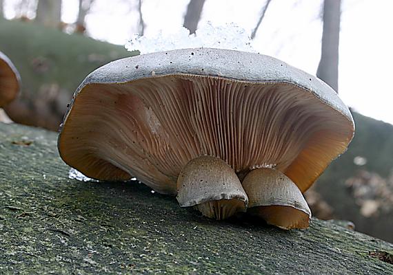 pňovka neskorá Sarcomyxa serotina (Pers.) P. Karst.