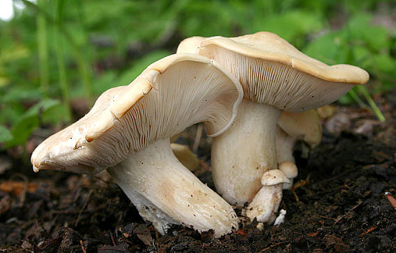 čírovnica májová Calocybe gambosa (Fr.) Donk