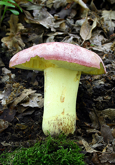 hríb kráľovský Butyriboletus regius (Krombh.) D. Arora & J.L. Frank