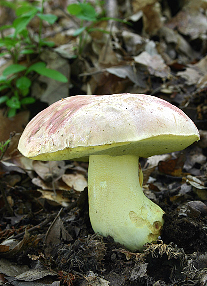 hríb kráľovský Butyriboletus regius (Krombh.) D. Arora & J.L. Frank