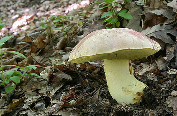 hríb kráľovský Butyriboletus regius (Krombh.) D. Arora & J.L. Frank