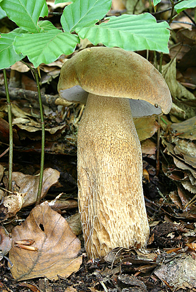 hríb dubový Boletus reticulatus Schaeff.