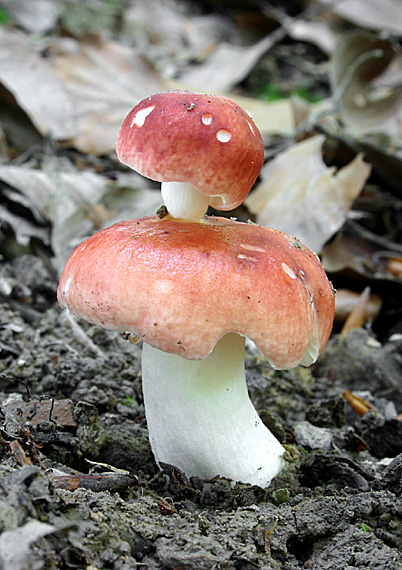 plávka Maireova Russula mairei Singer