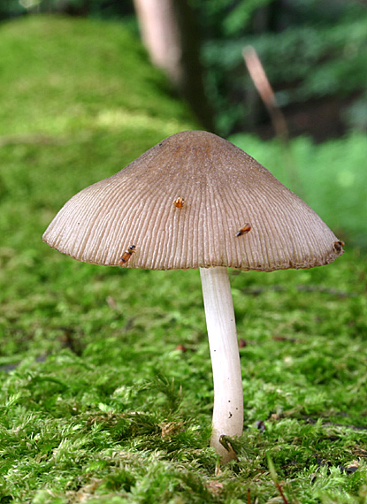 hnojník Coprinus sp.