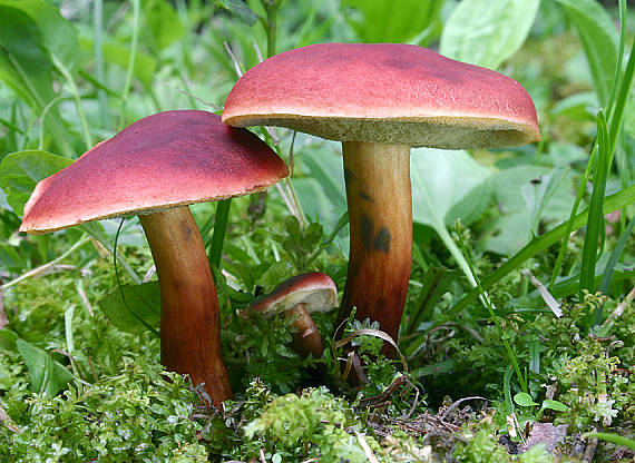 suchohríb karmínový Hortiboletus rubellus (Krombh.) Simonini, Vizzini & Gelardi