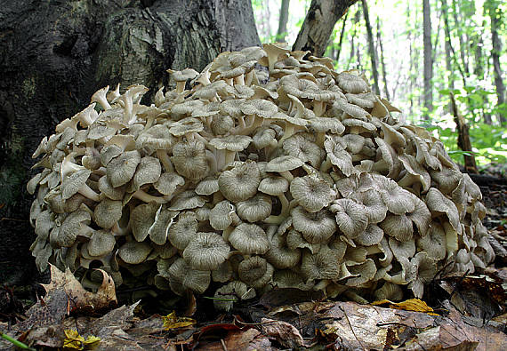 trúdnik klobúčkatý Polyporus umbellatus (Pers.) Fr.