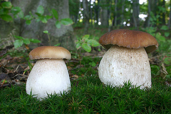 hríb smrekový Boletus edulis Bull.