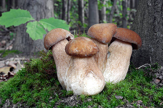 hríb dubový Boletus reticulatus Schaeff.