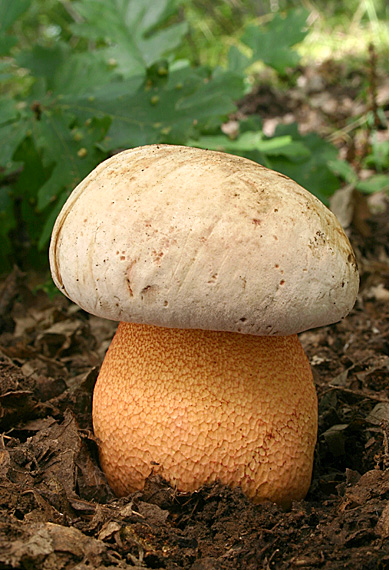 hríb purpurový Rubroboletus rhodoxanthus Kuan Zhao &amp; Zhu L. Yang