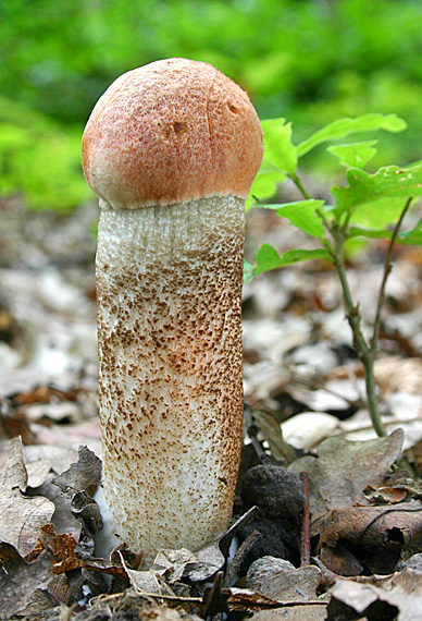 kozák dubový Leccinum aurantiacum (Bull.) Gray