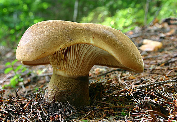 čechračka tmavohlúbiková Tapinella atrotomentosa (Batsch) Šutara