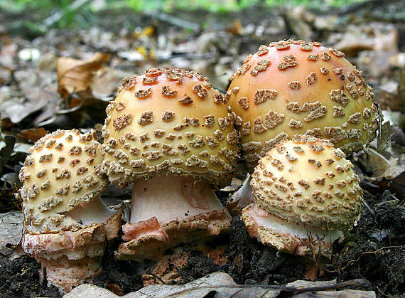 muchotrávka červenkastá Amanita rubescens Pers.