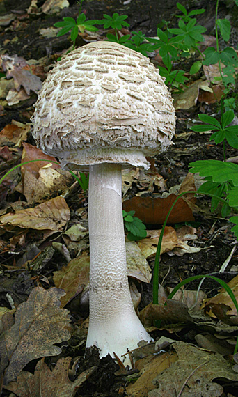 bedľa vysoká Macrolepiota procera (Scop.) Singer