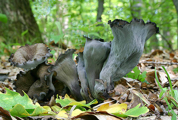 lievik trúbkovitý Craterellus cornucopioides (L.) Pers.