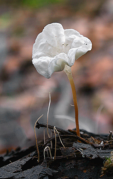 tanečnica listová Marasmius epiphyllus (Pers.) Fr.