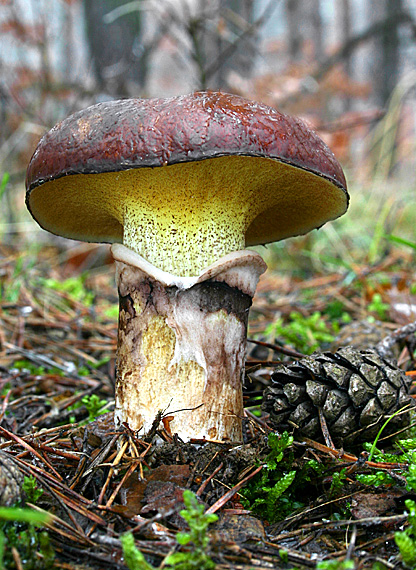 masliak obyčajný Suillus luteus (L.) Roussel