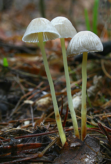 prilbička slizká Mycena epipterygia (Scop.) Gray