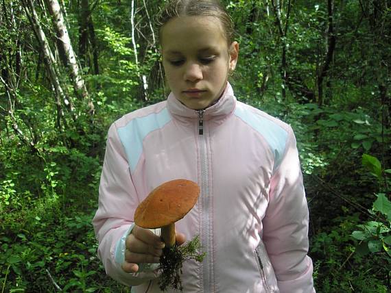 kozak osikový Leccinum albostipitatum Bakker & Noordel.