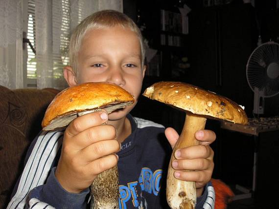 hríb,Kozák Boletus,Leccinum