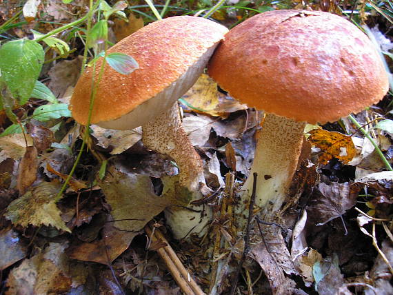 kozak Leccinum sp.