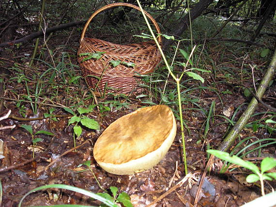 hríb Boletus sp