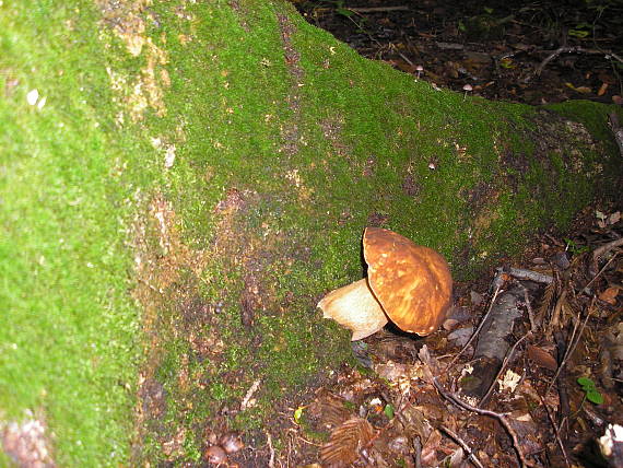 hríb Boletus sp