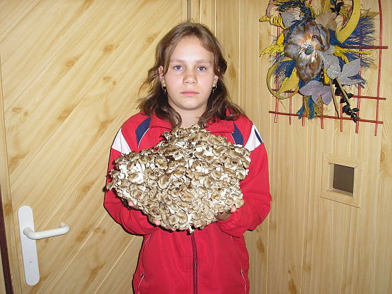 trúdnik klobúčkatý Polyporus umbelatus