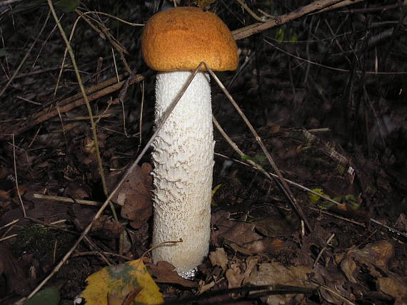 kozak osikovy Leccinum scabrum (Bull.) Gray