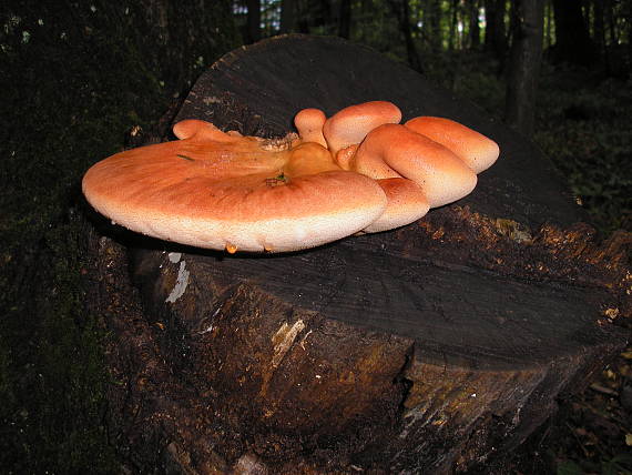 pečeňovec dubový Fistulina hepatica (Schaeff.) With.