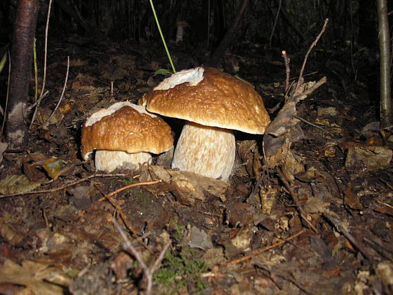 hríb Boletus sp.