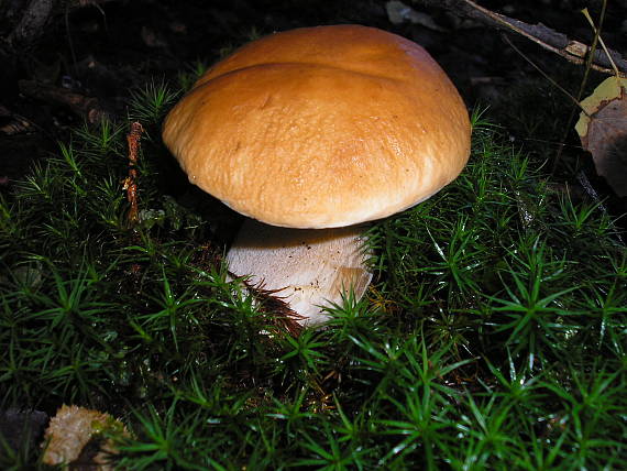 hríb Boletus sp.