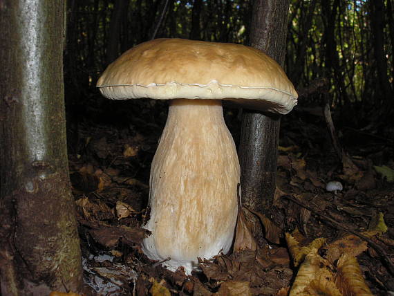 hríb Boletus sp.