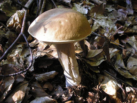 kozak hrabový Leccinum pseudoscabrum (Kallenb.) Šutara