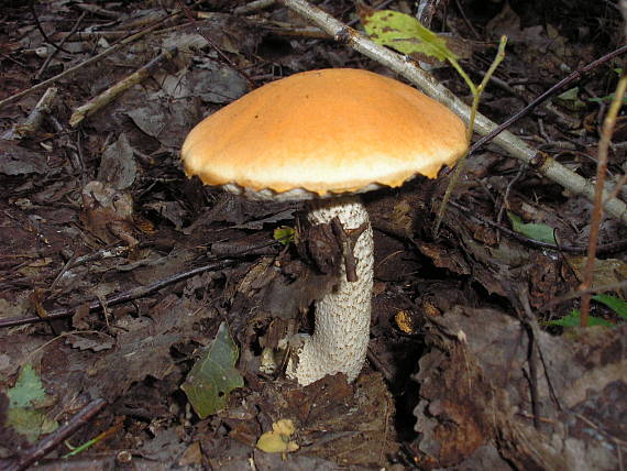 kozák Leccinum sp.