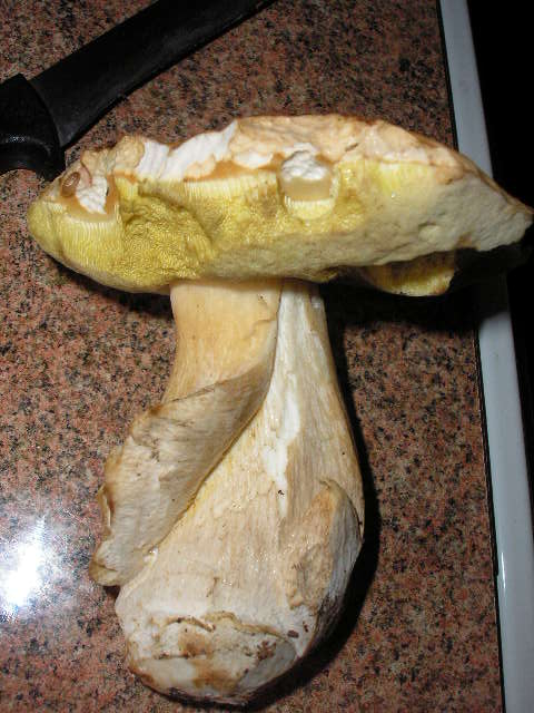 hríb Boletus sp.