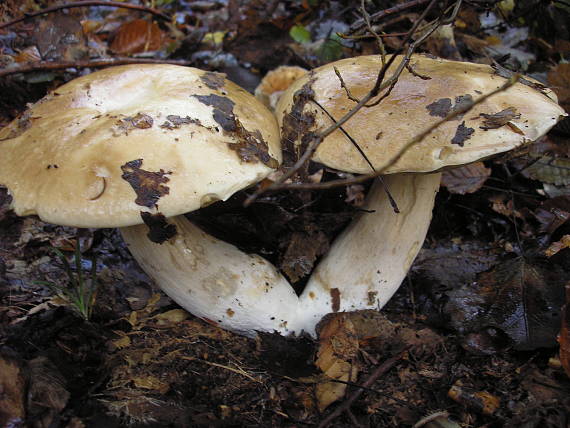 hríby Boletus sp.