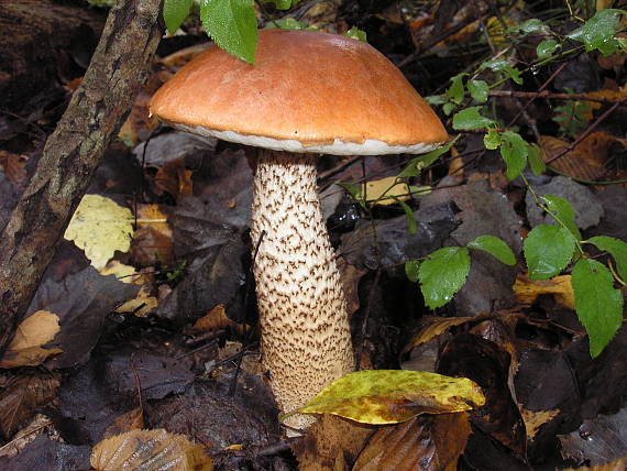 kozák Leccinum sp.