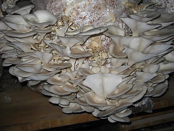 hliva ustricovitá Pleurotus ostreatus