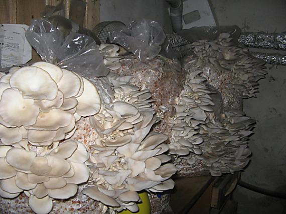 hliva ustricovitá Pleurotus ostreatus