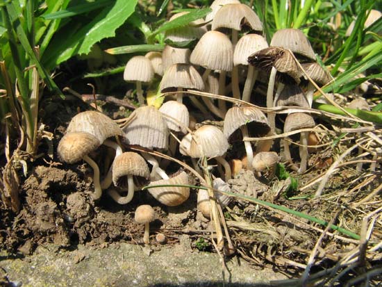 hnojník Coprinus sp.